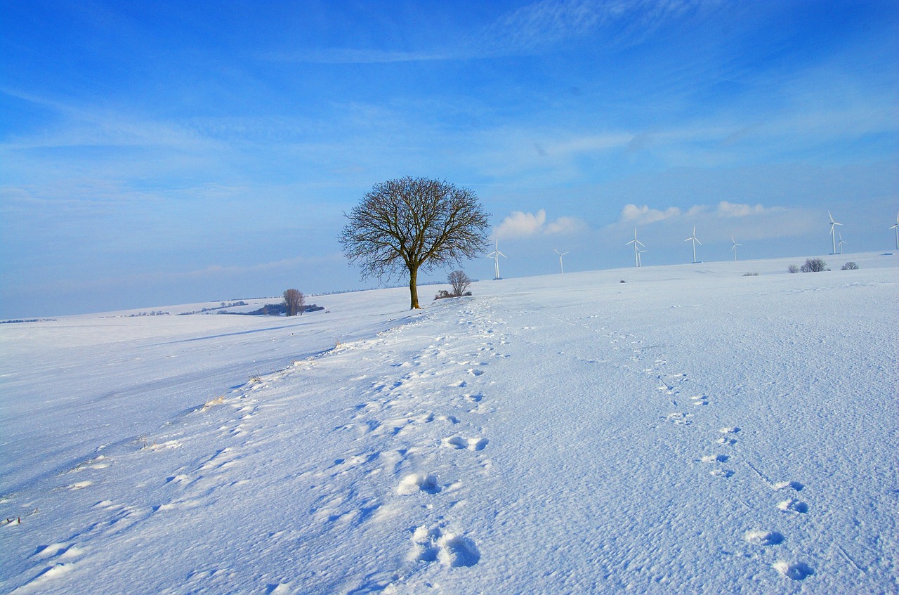 snow winter icy free photo