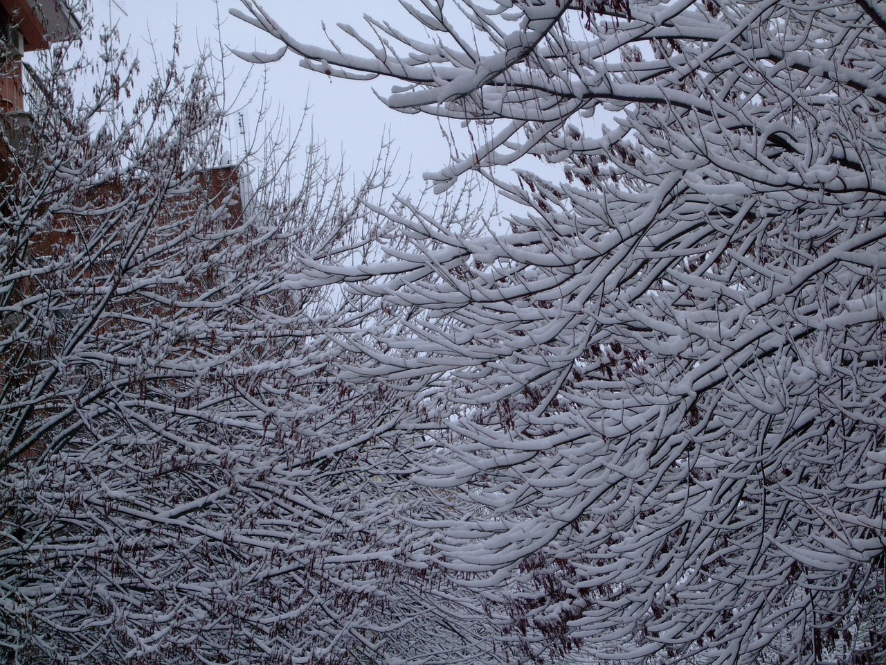 snow trees winter free photo