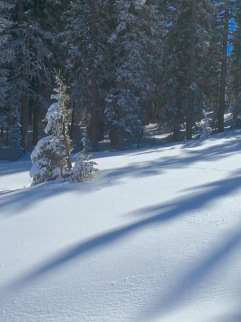 snow shadows trees free photo