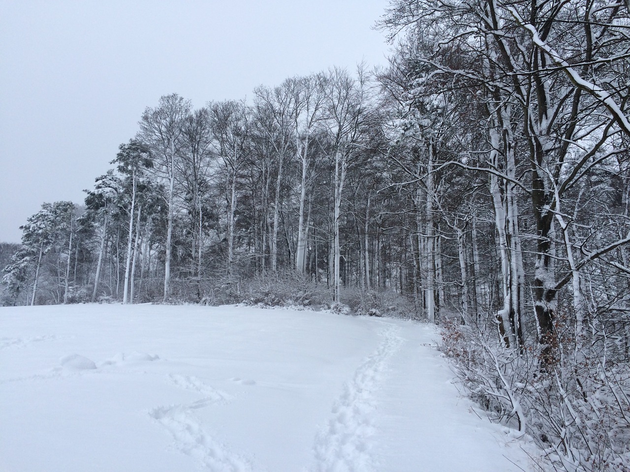 snow winter forest free photo