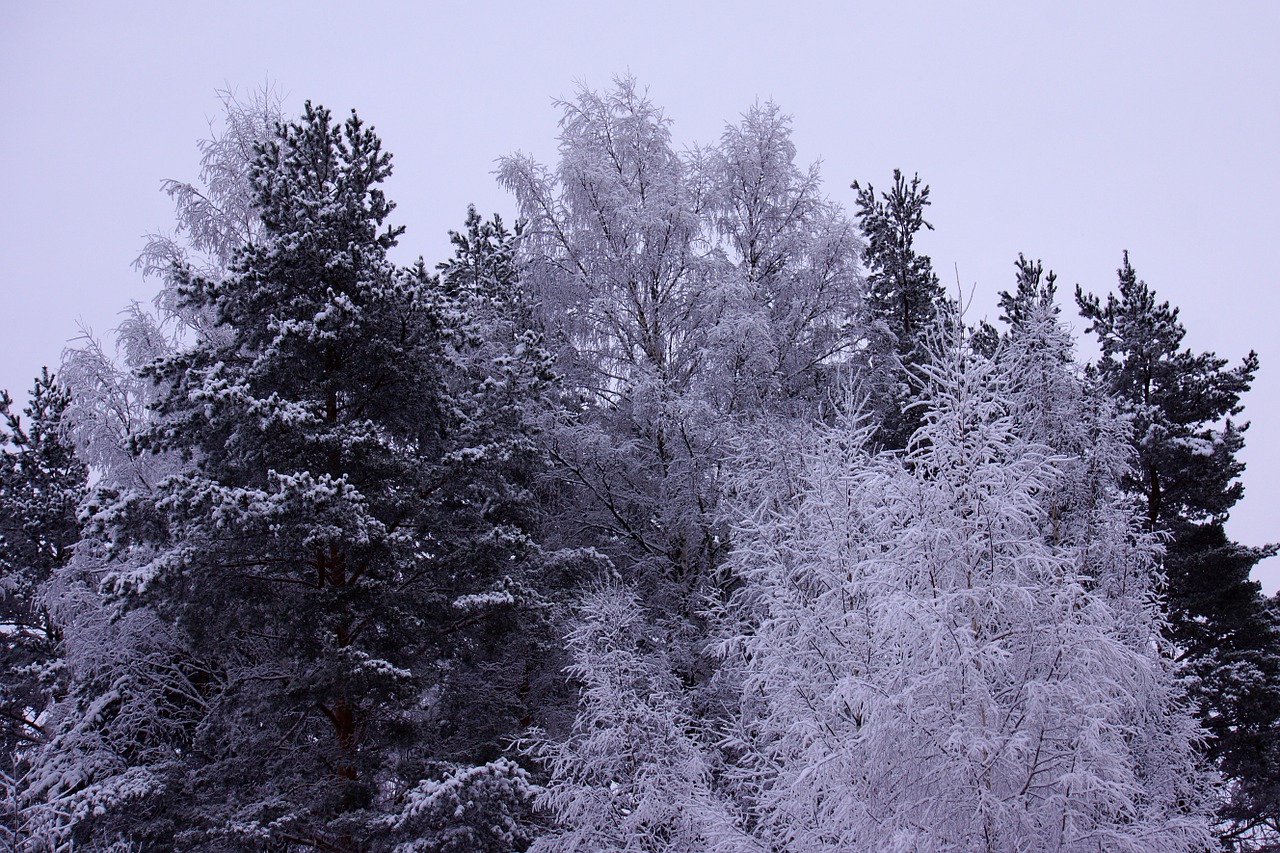 snow winter landscape free photo