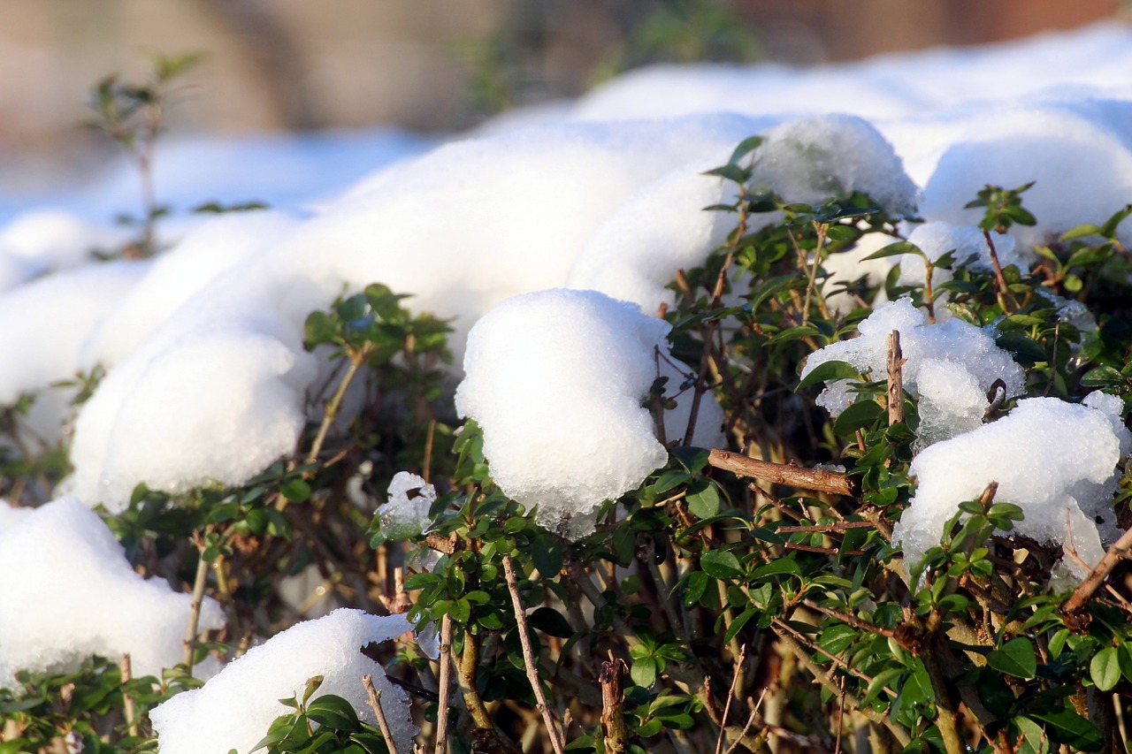 snow privet hedge thaw free photo