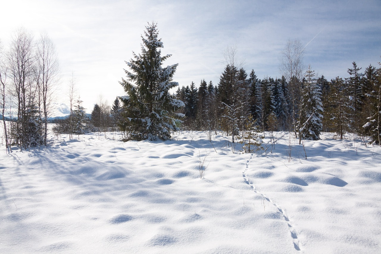 snow winter trees free photo