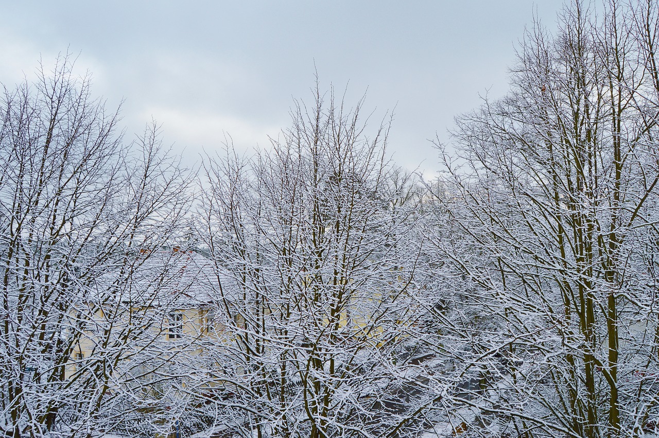 snow trees snowy free photo