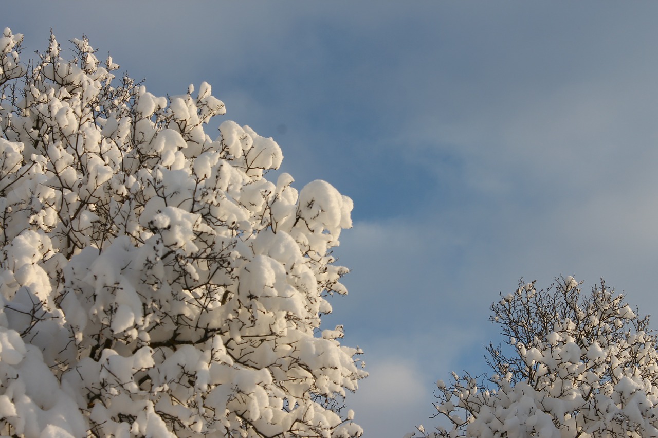 snow tree winter free photo