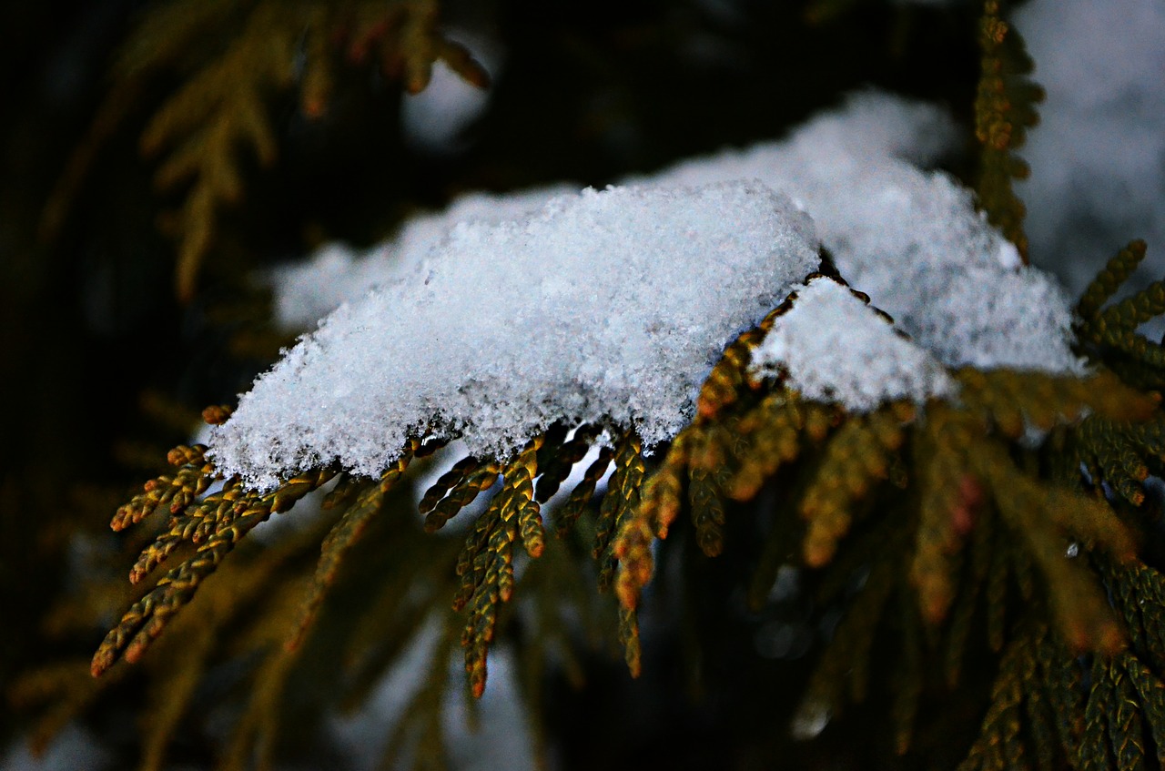 snow tree branch free photo