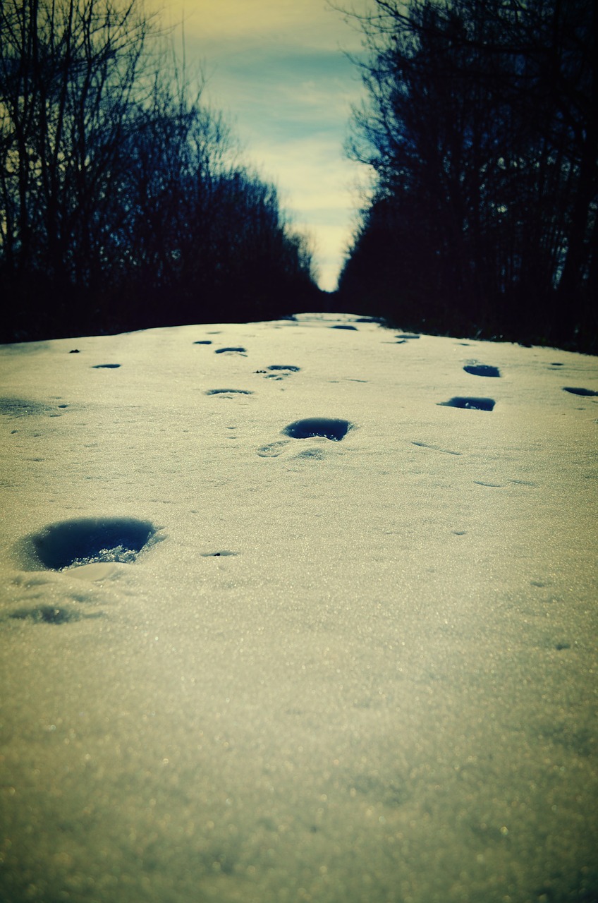 snow winter tracks free photo