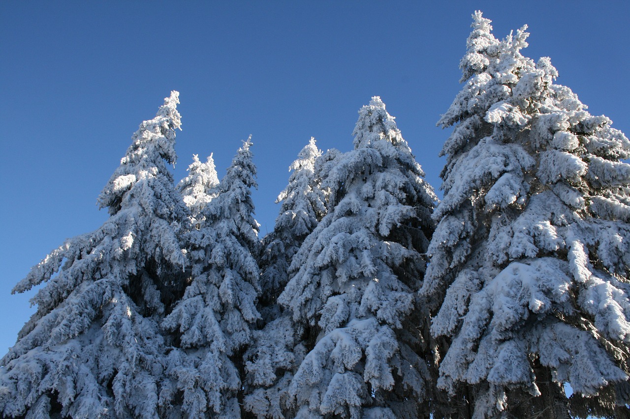 snow snowy fir trees free photo