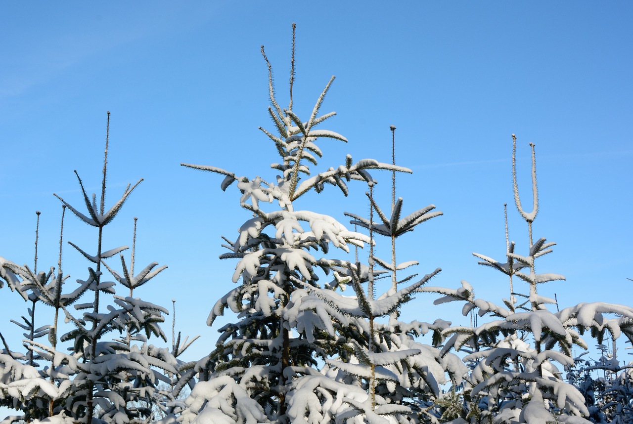 snow winter fir tips free photo