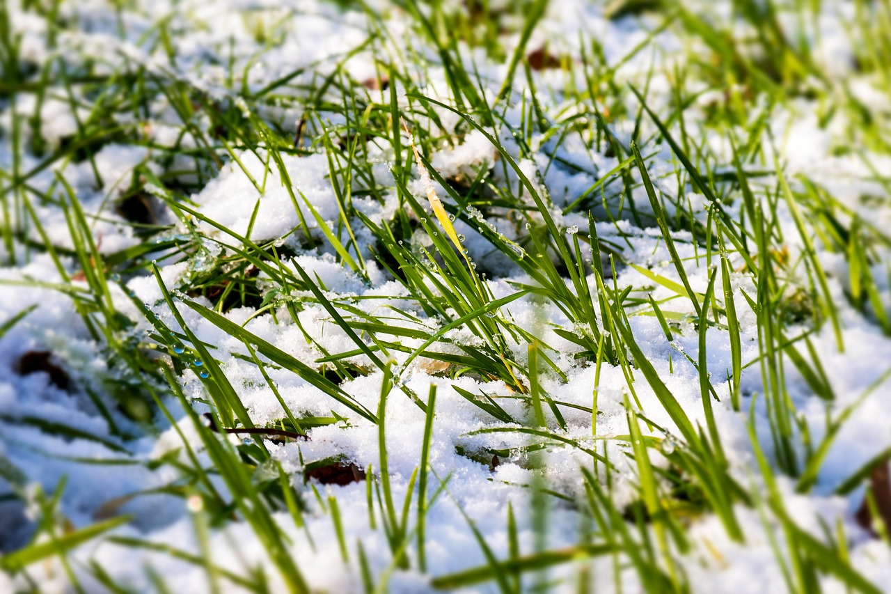 snow grass meadow free photo