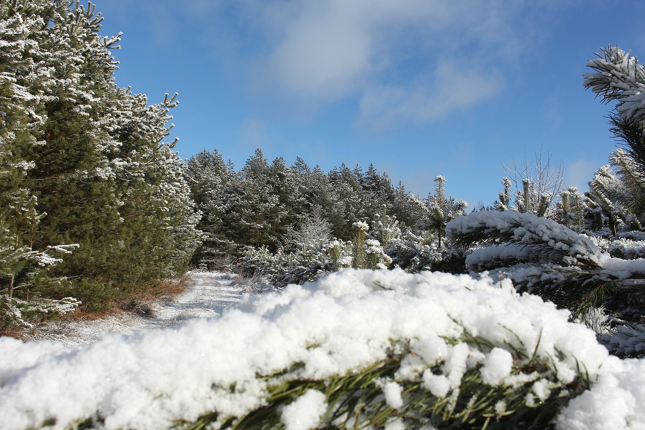 snow tree wood free photo