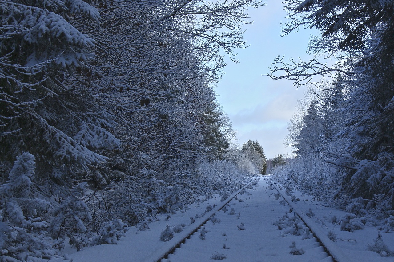 snow tree wood free photo