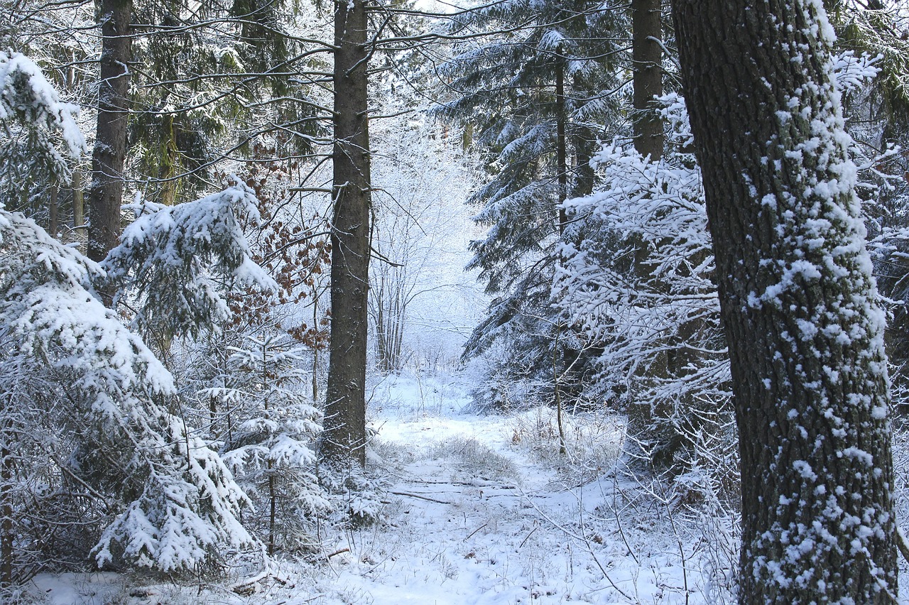 snow tree wood free photo