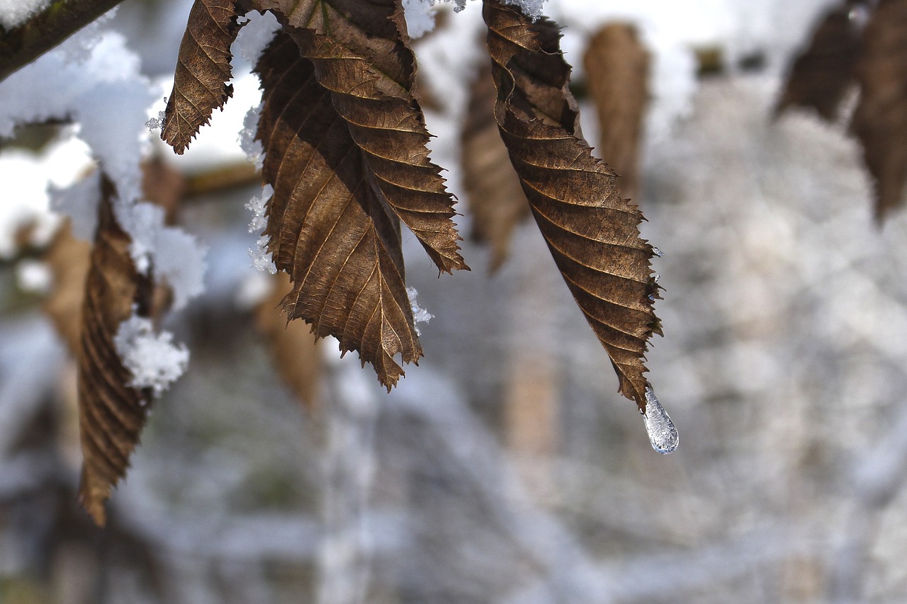 snow tree wood free photo