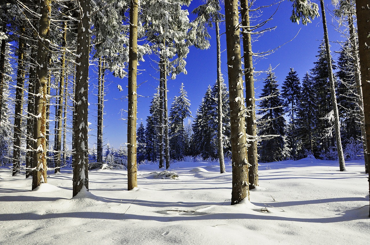 snow landscape snowy free photo