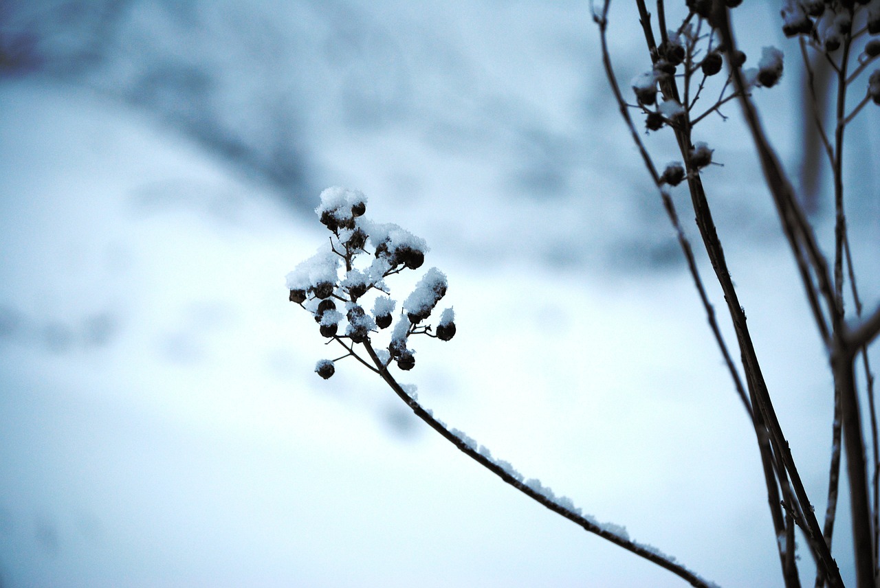 snow ice plant free photo