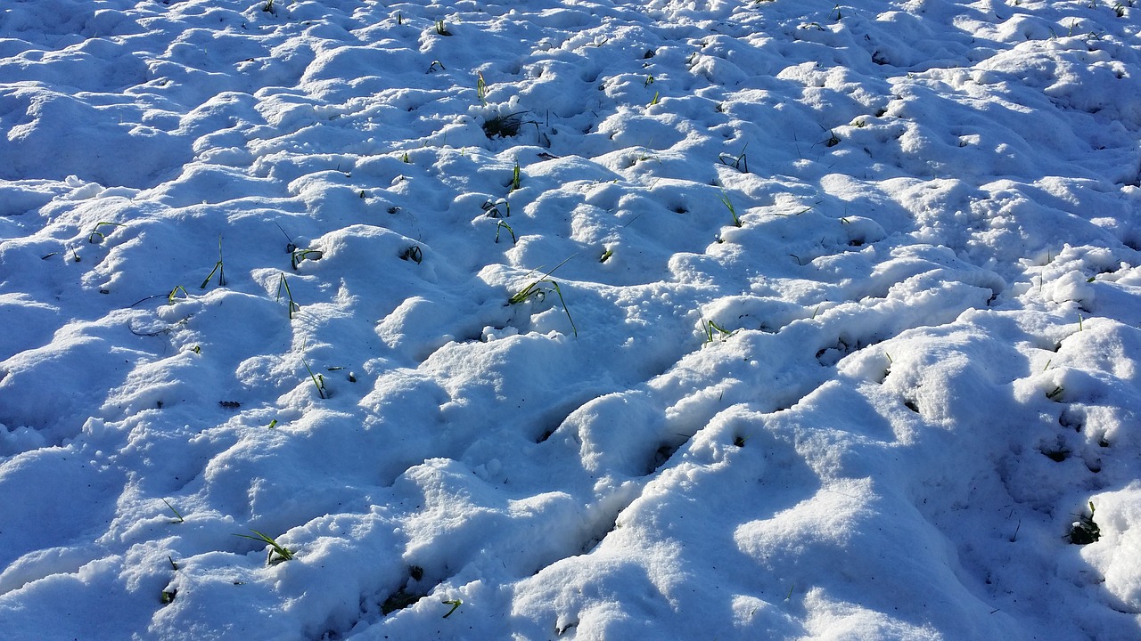 snow sun meadow free photo