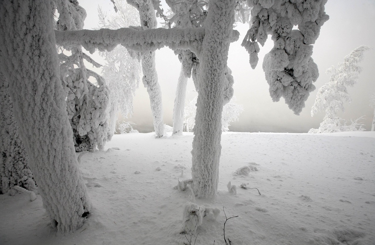 snow winter larch free photo