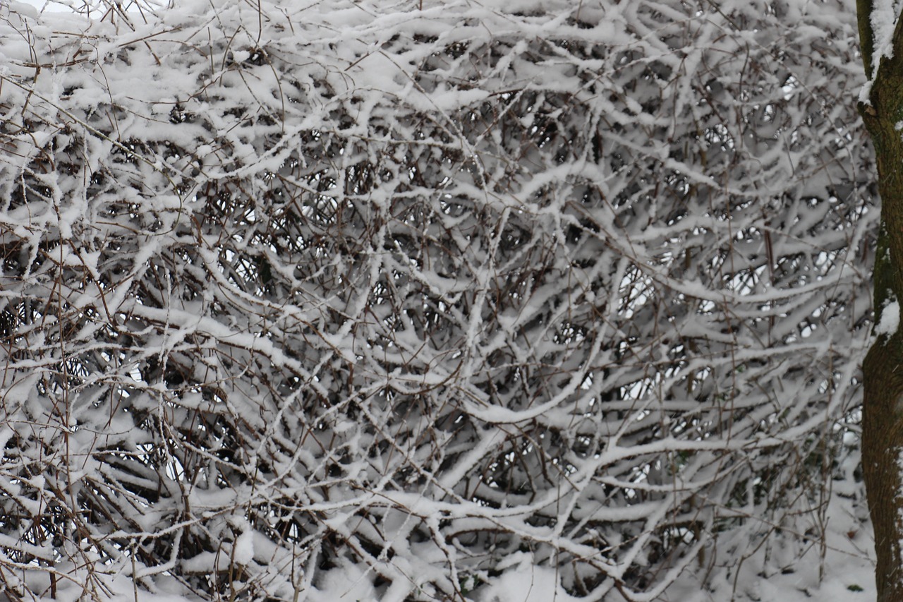 snow hedge snowed in free photo