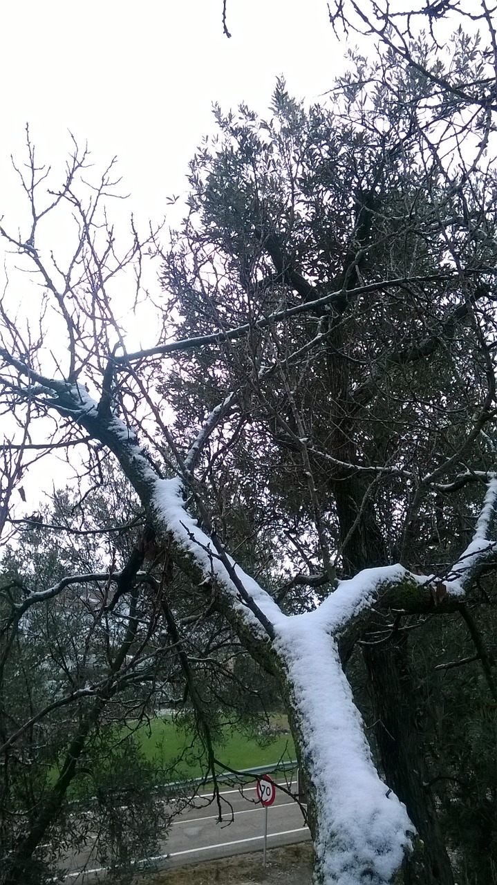 snow tree branch free photo