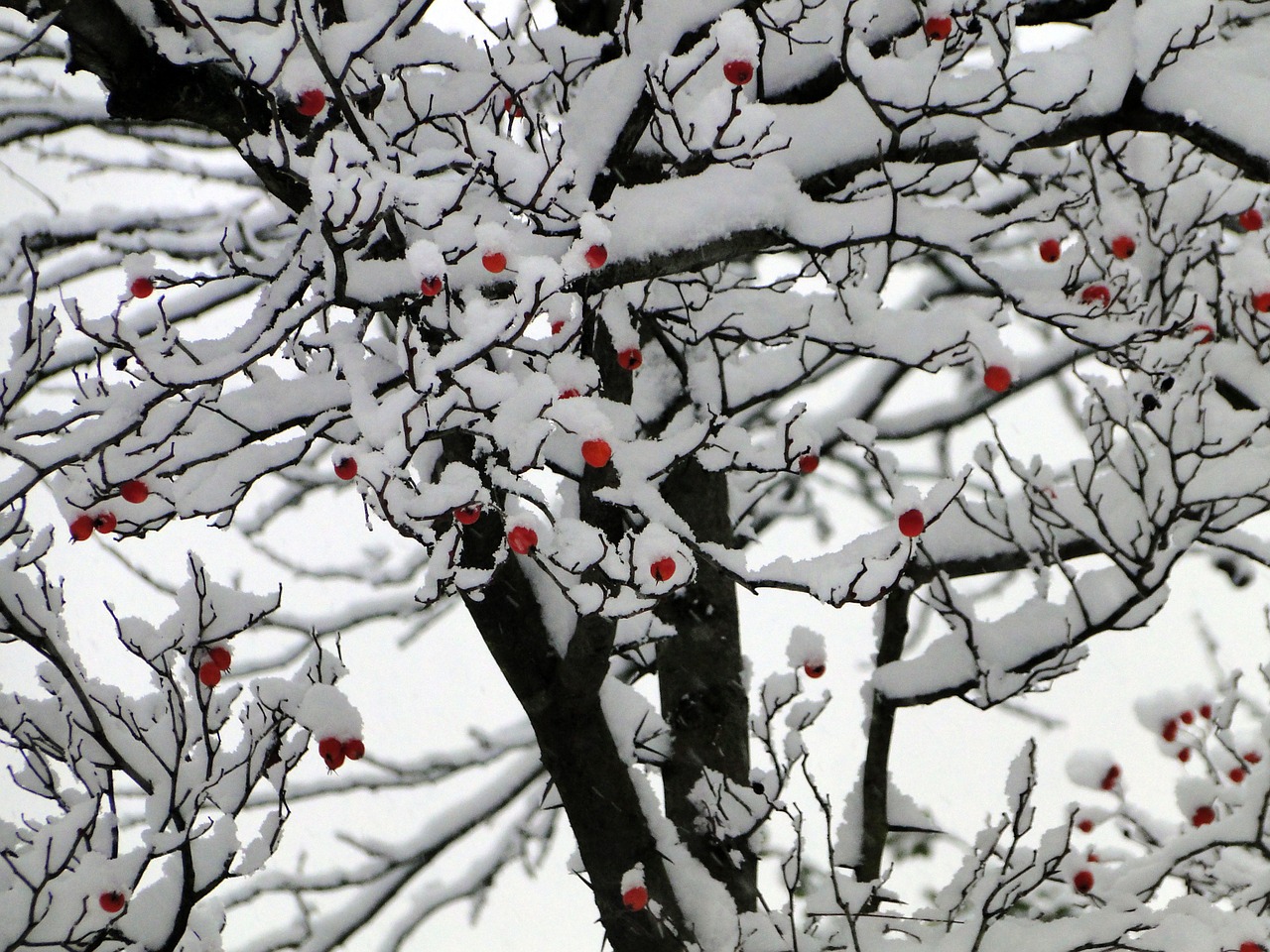 snow winter bush free photo