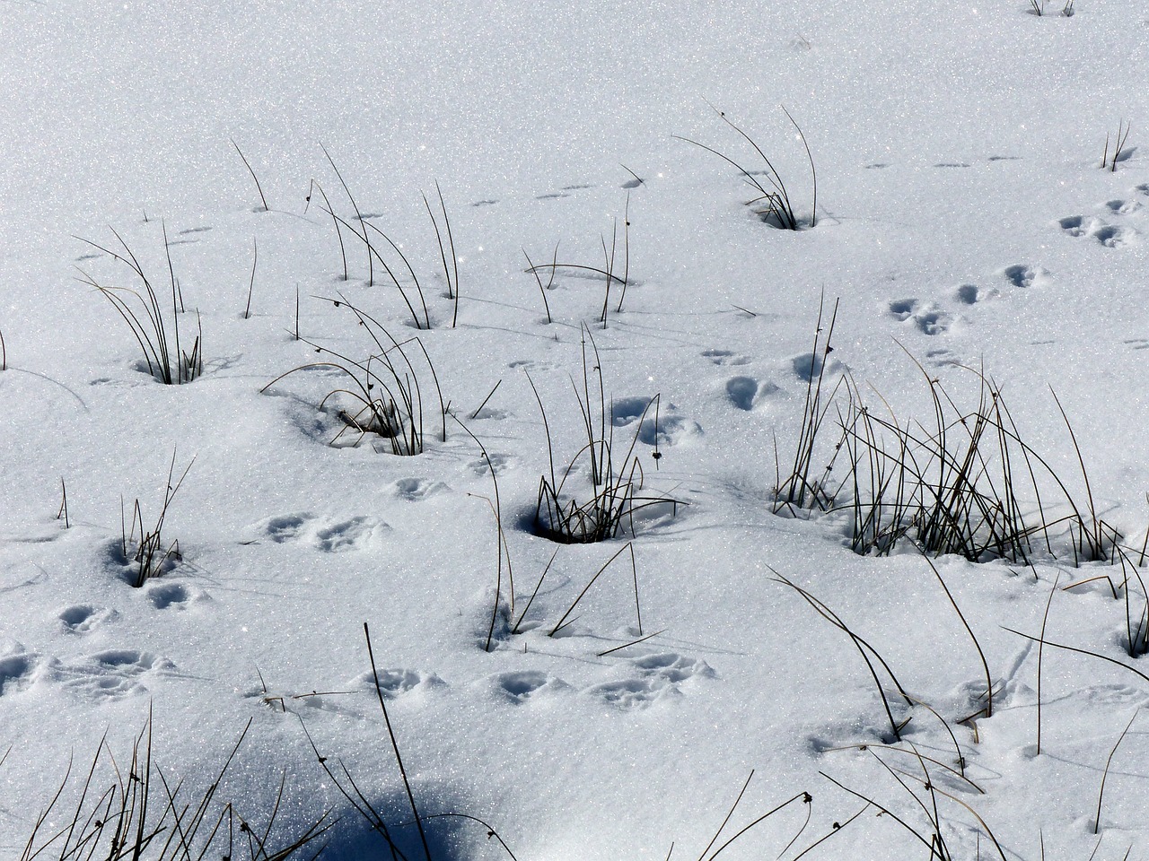 snow animal tracks dried grass free photo