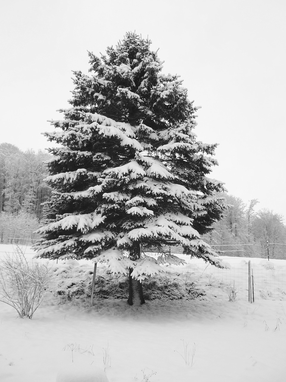 snow fir christmas tree free photo