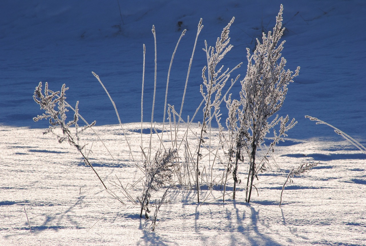 snow cold winter free photo