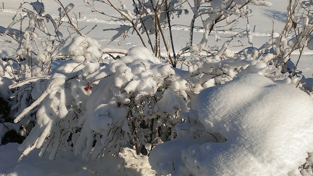snow landscape winter blast free photo