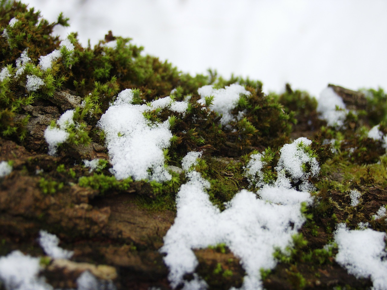 snow moss log free photo