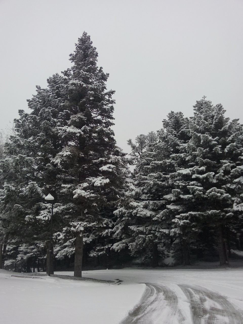 snow tree winter free photo