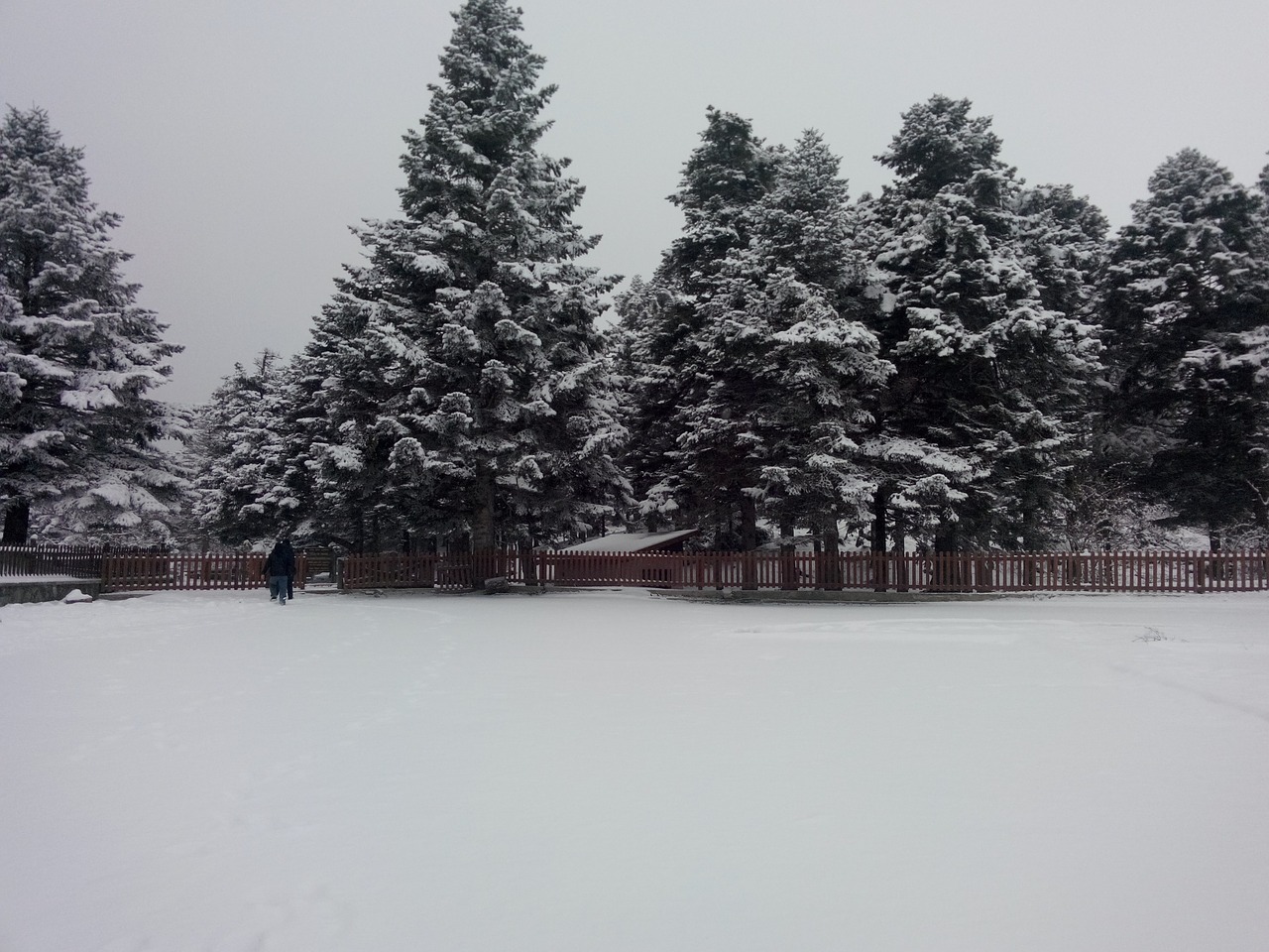 snow tree winter free photo