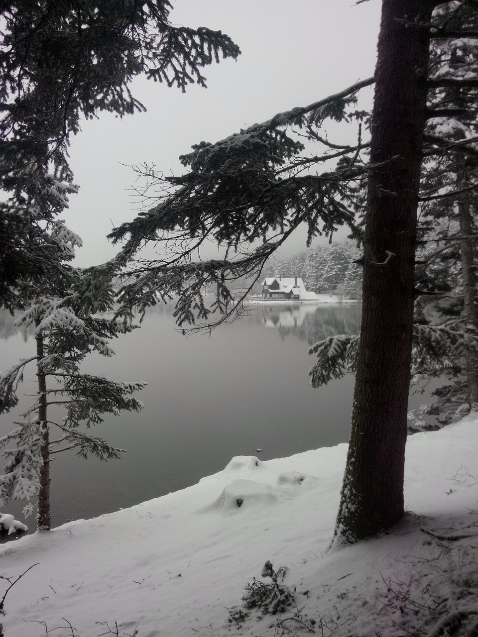 snow tree lake free photo