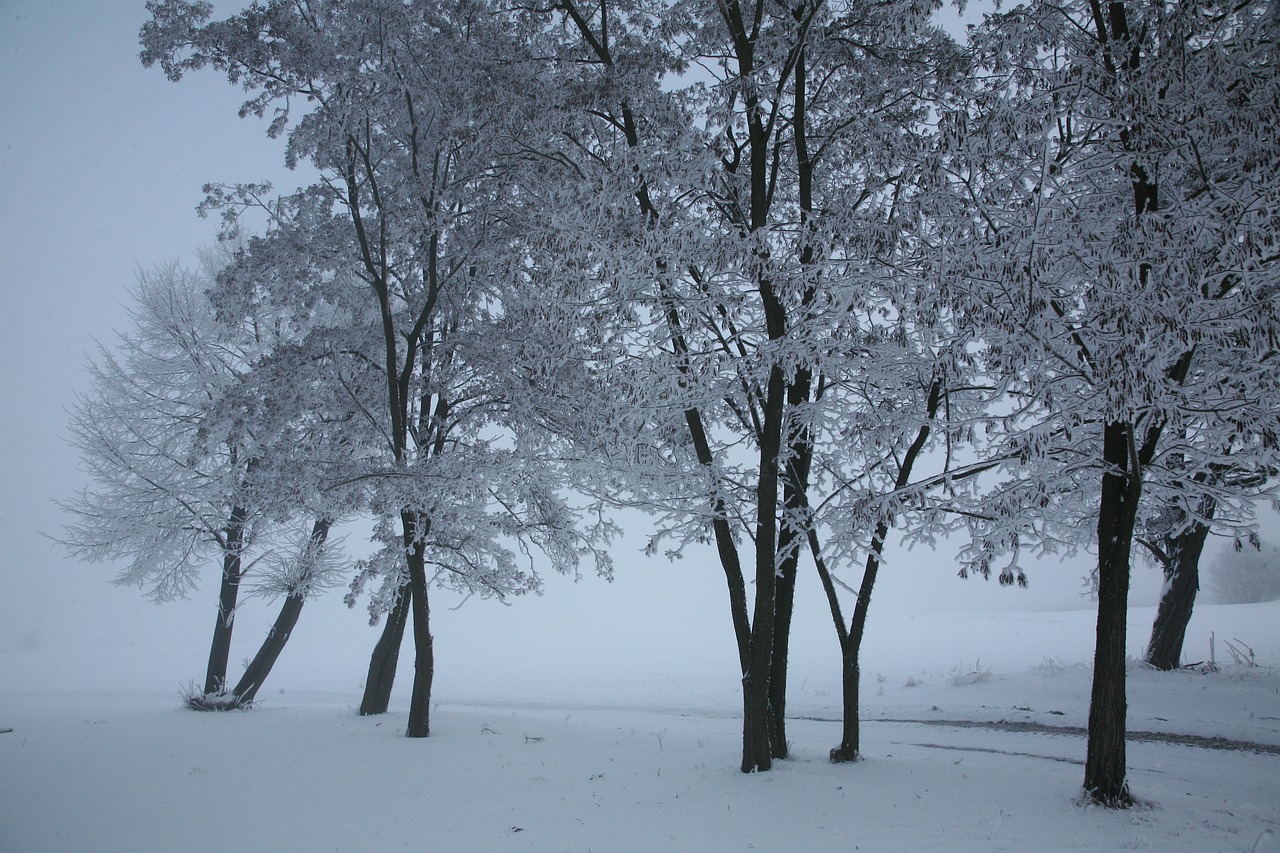 snow landscape winter free photo