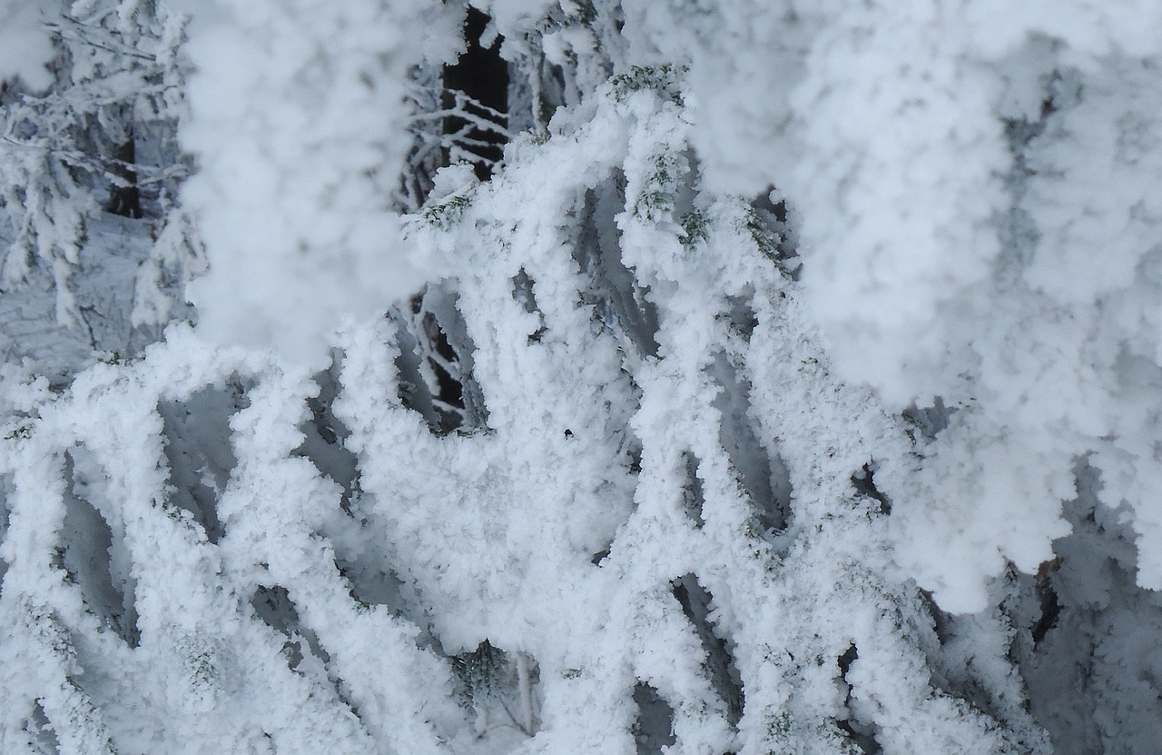 snow tree frost free photo