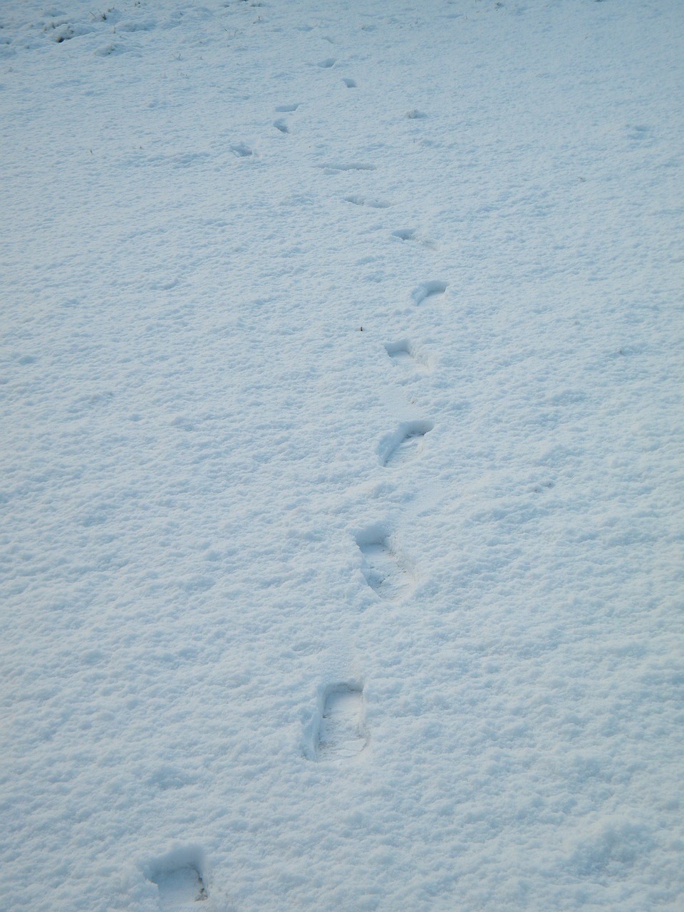 snow footprints path free photo