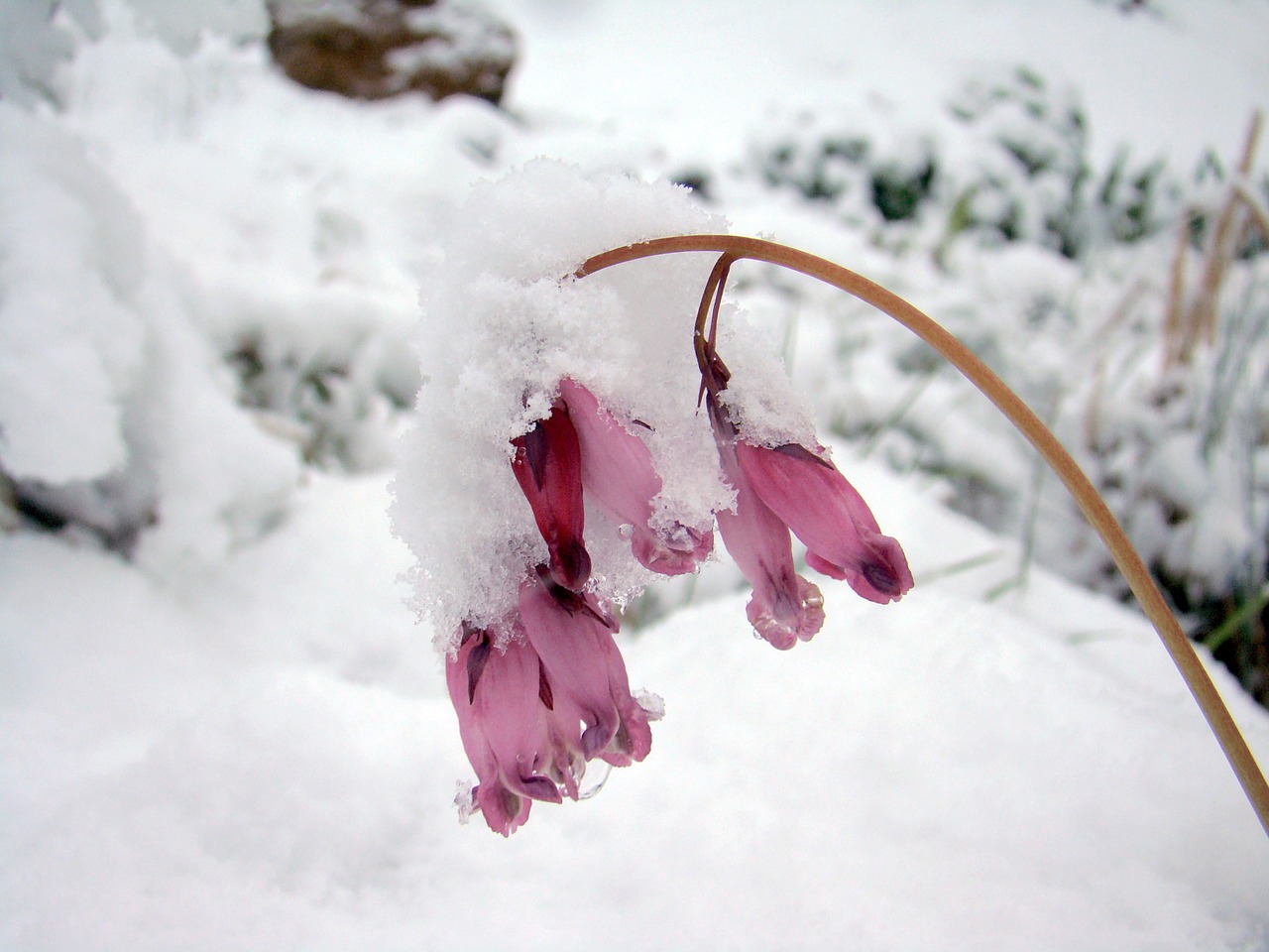 snow frozen cold free photo