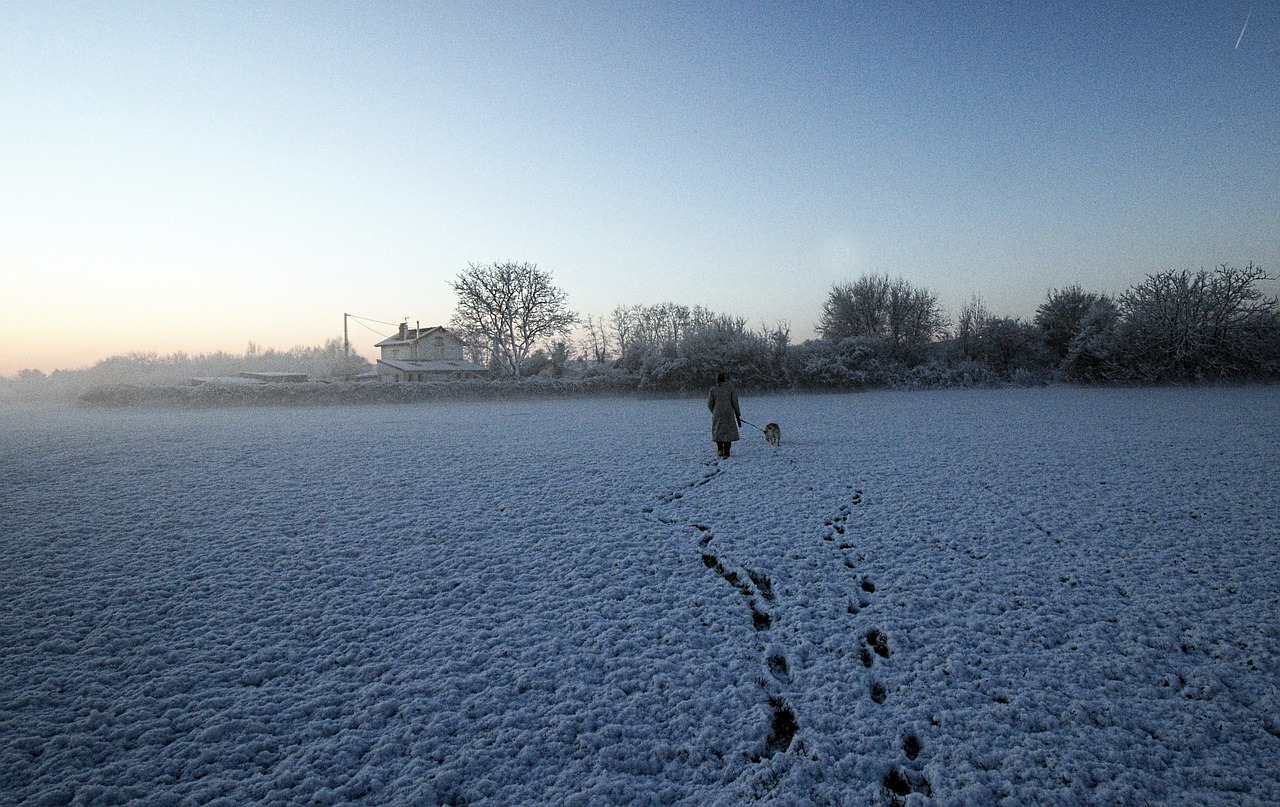 snow promenade dog free photo