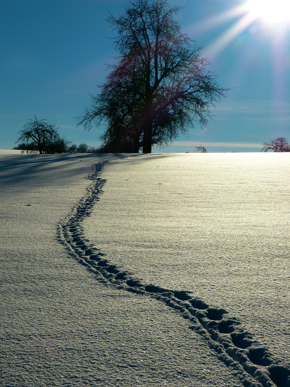 snow winter sun free photo