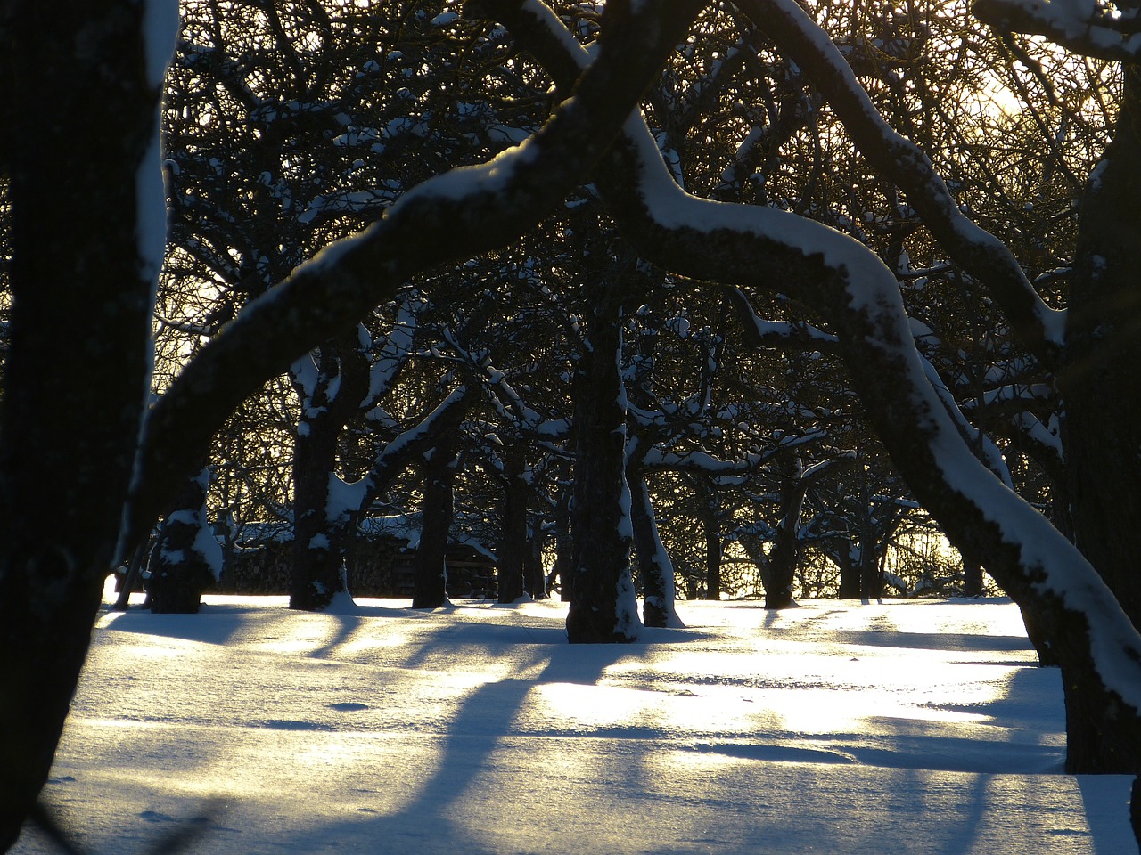 snow traces winter free photo