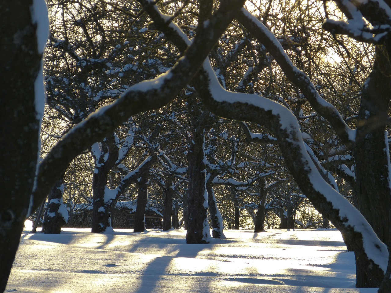 snow traces winter free photo