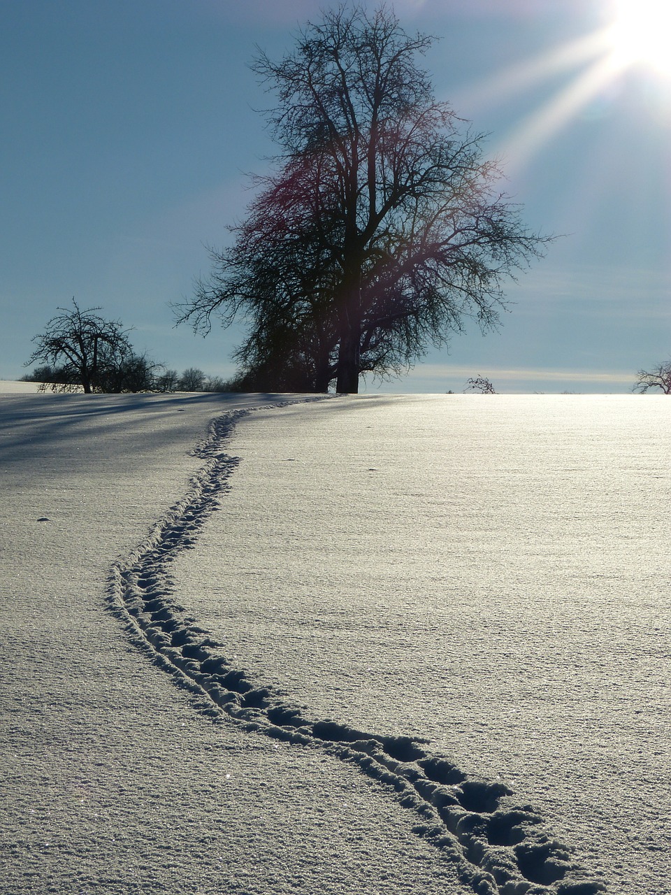 snow traces winter free photo