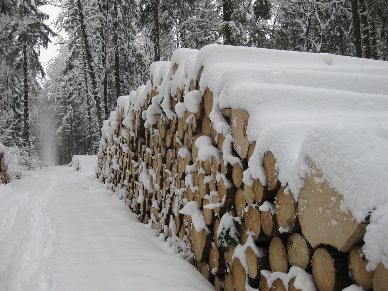snow wood tree trunks free photo