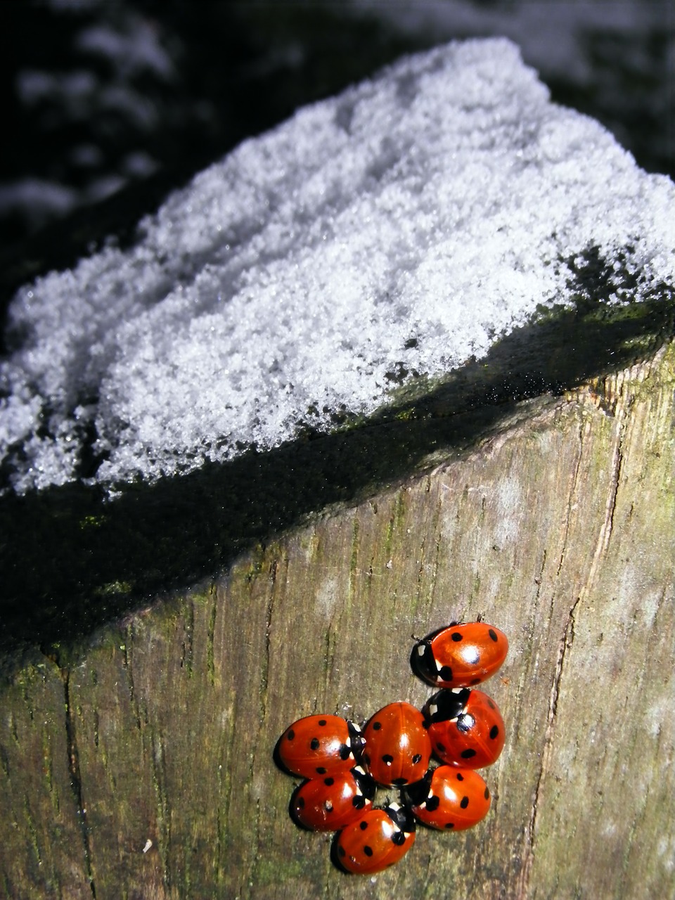 snow ladybug winter free photo
