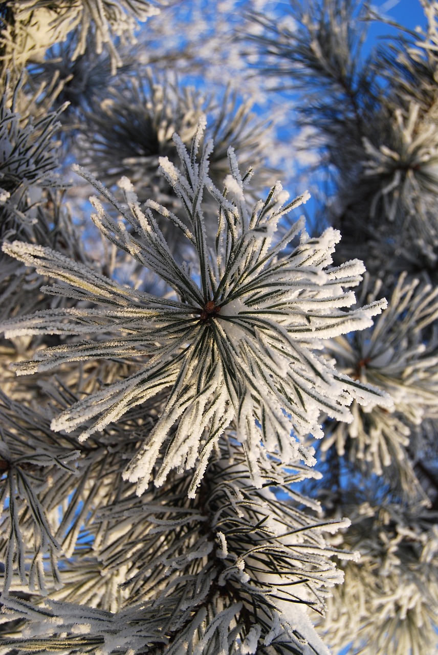 snow ice pine free photo