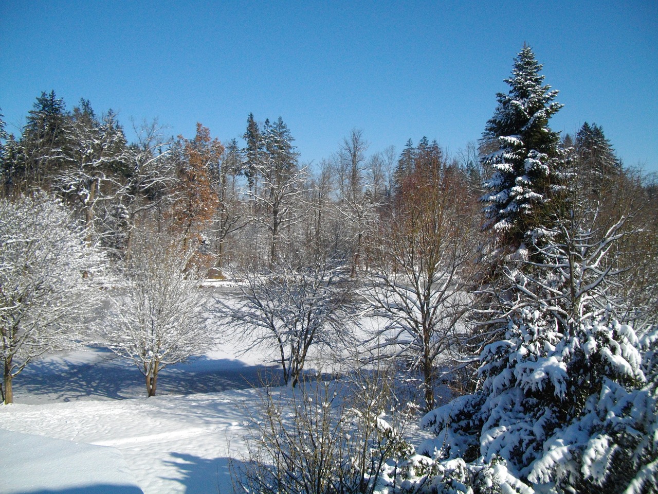 snow forest winter free photo