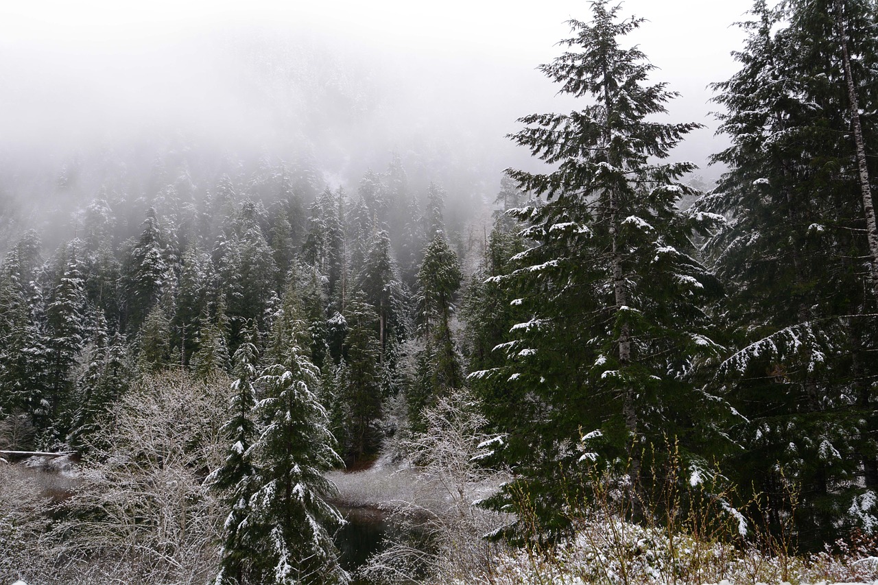 snow pine tree winter free photo