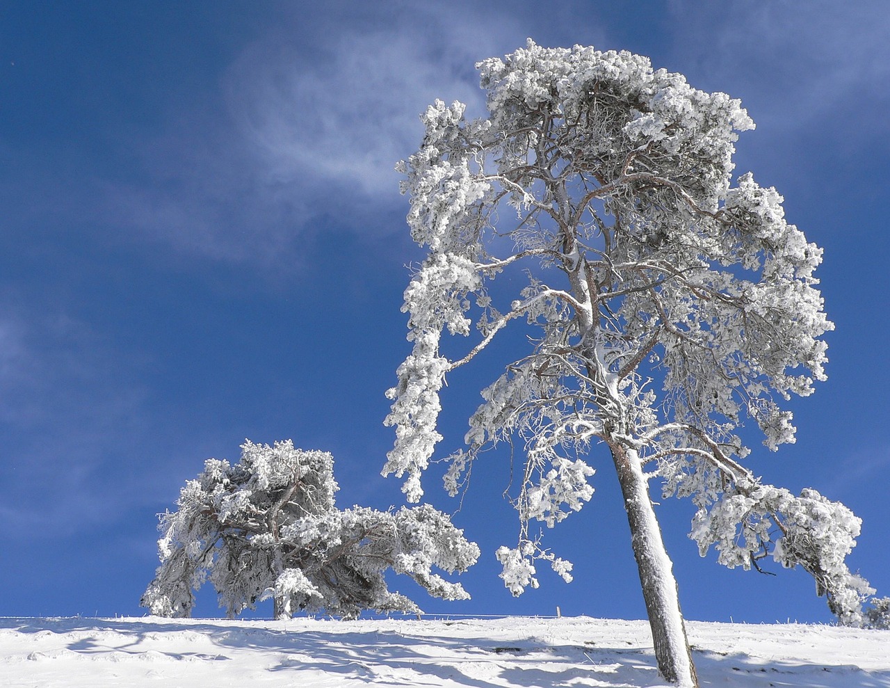 snow winter tree free photo