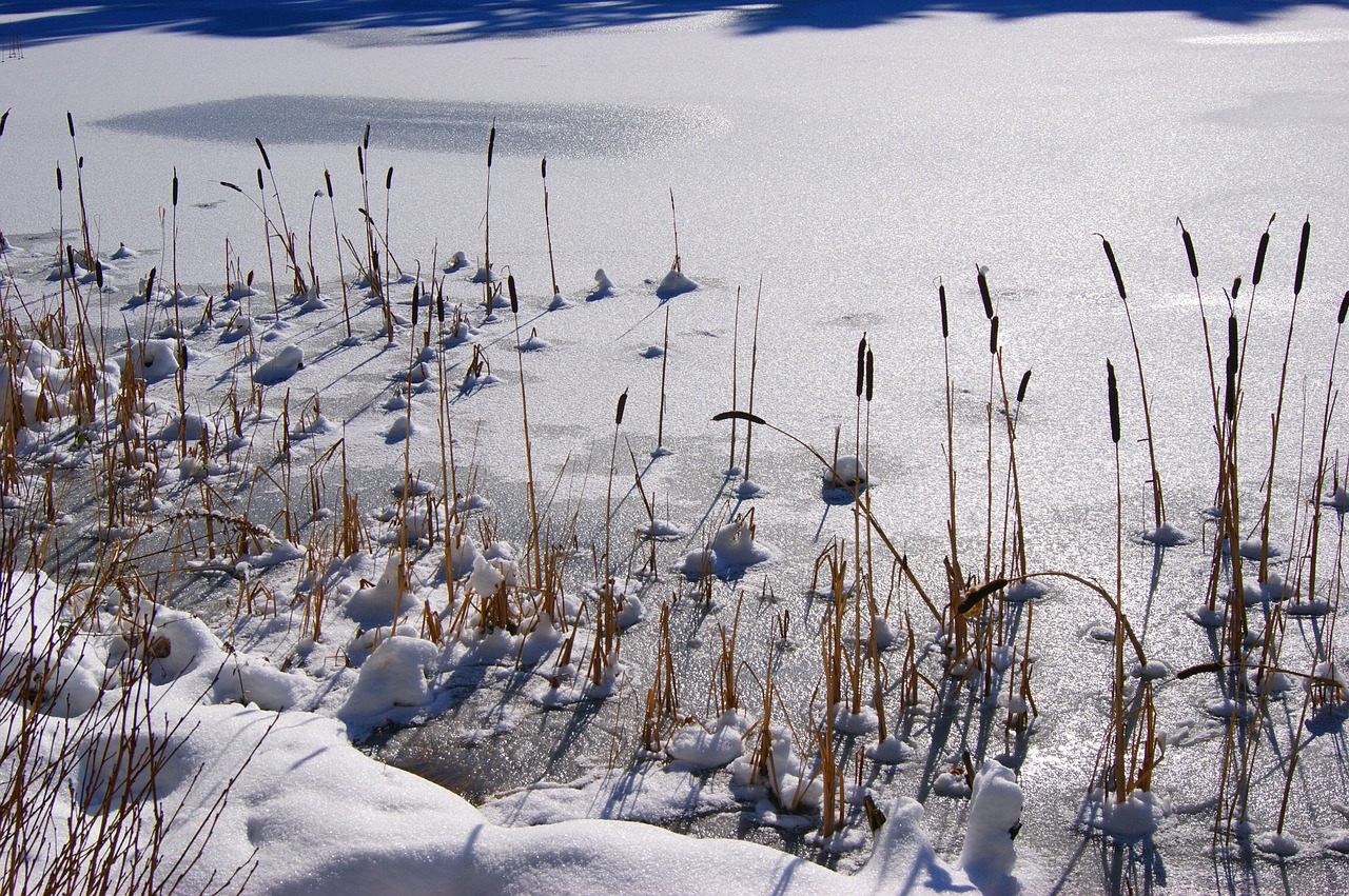 snow winter wintry free photo