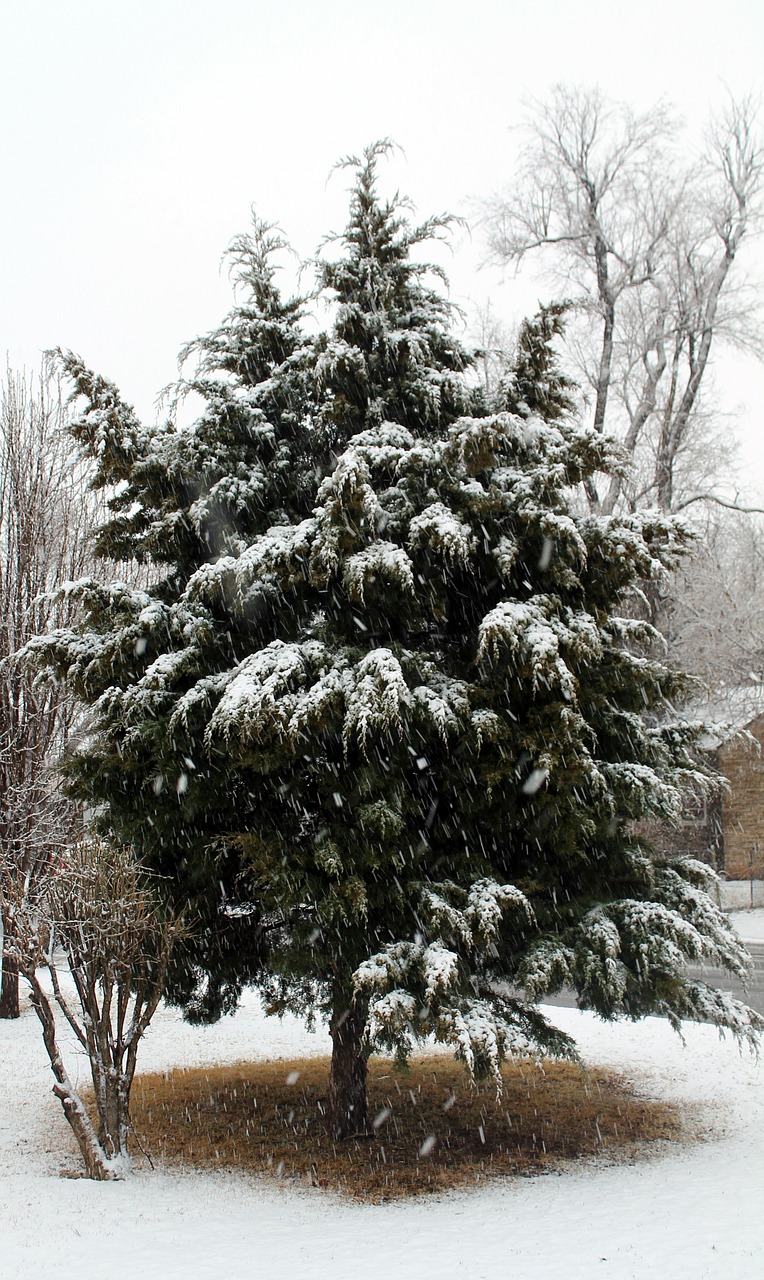 snow cedar tree free photo